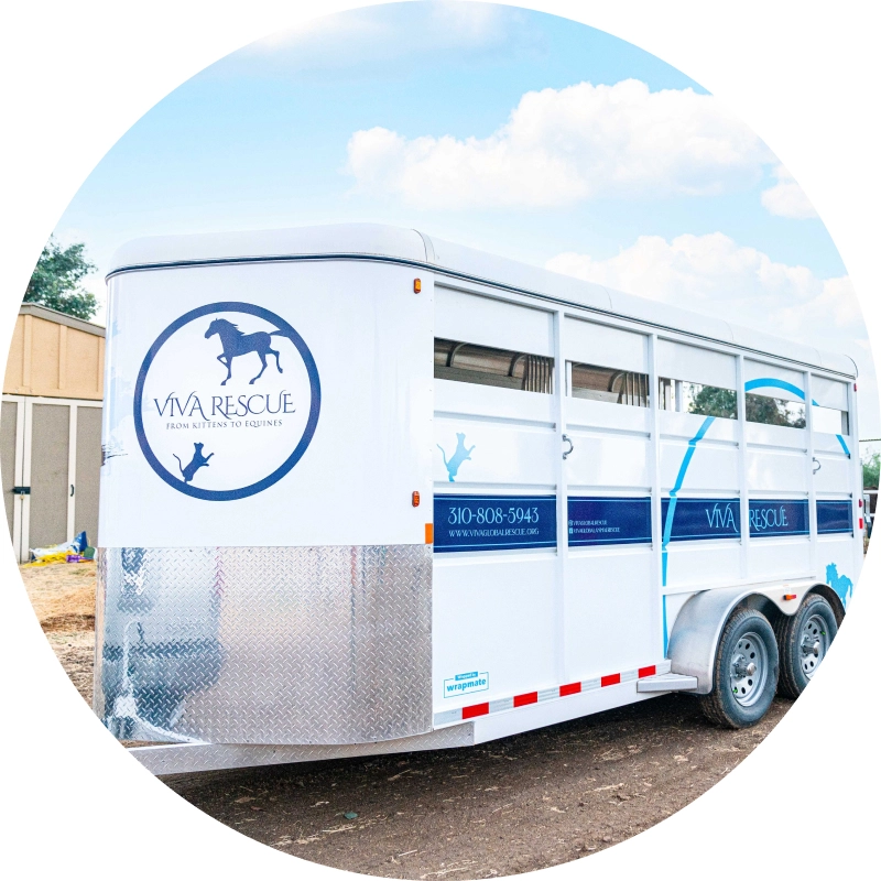 Horse trailer wrapped for Viva Horse Rescue
